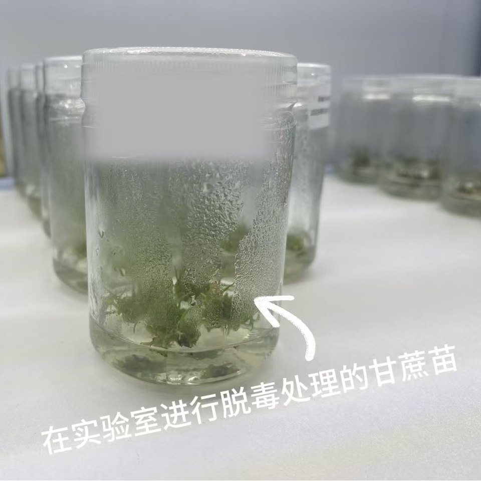 广西黑皮黄皮青皮甘蔗组培苗单芽苗多芽苗四季高产南北种植
