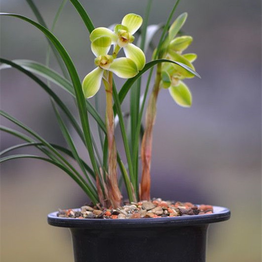 雷杰兰花直播间下单专用