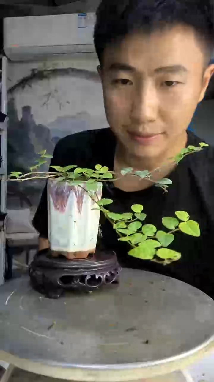 超*中青园艺一物一拍295