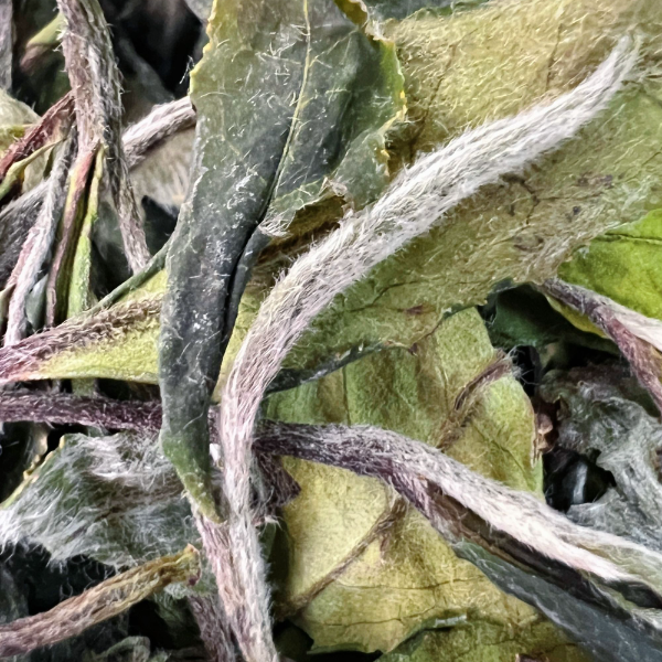 【重磅福利】2025年泉水甜白牡丹500克丨福鼎白茶 冷泡热冲花香清甜