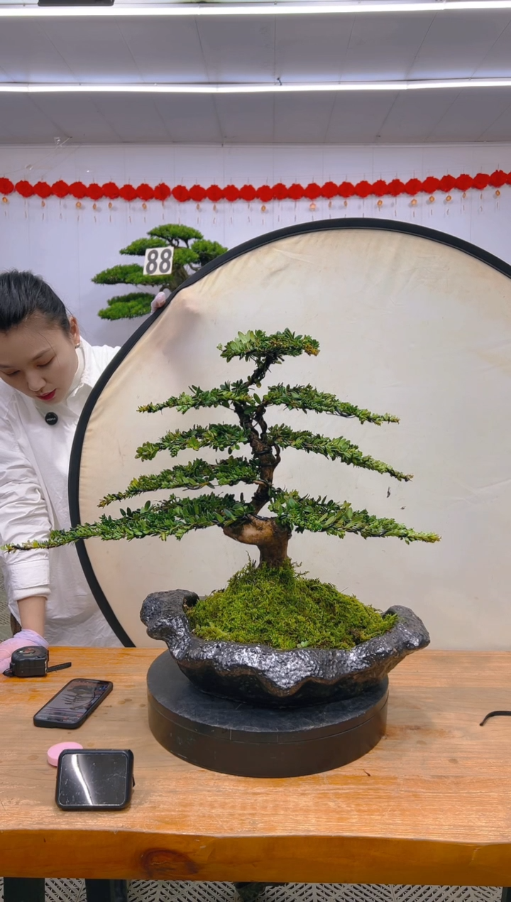 【闪购商品】盆景1