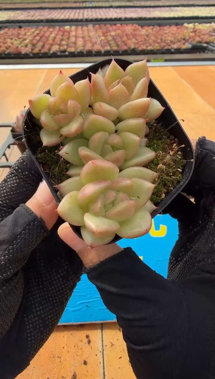 东云多肉园二店-13