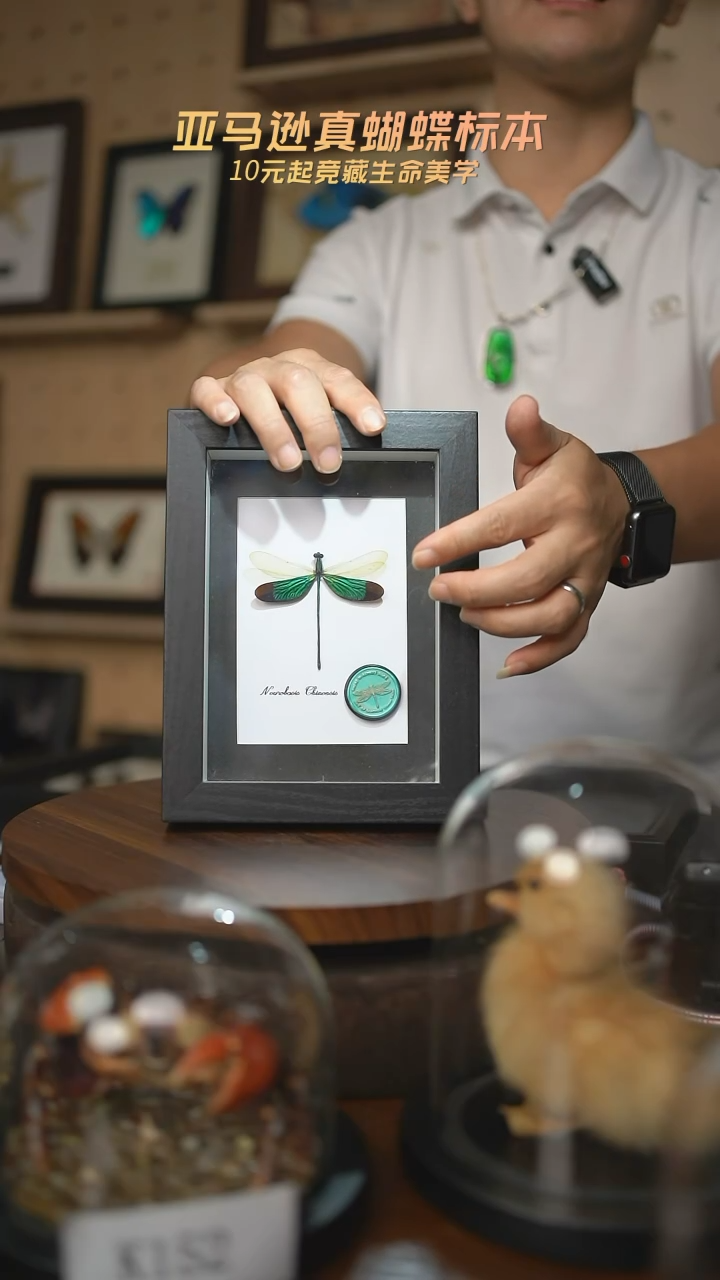 华艳色蟌火漆章版7寸黑框