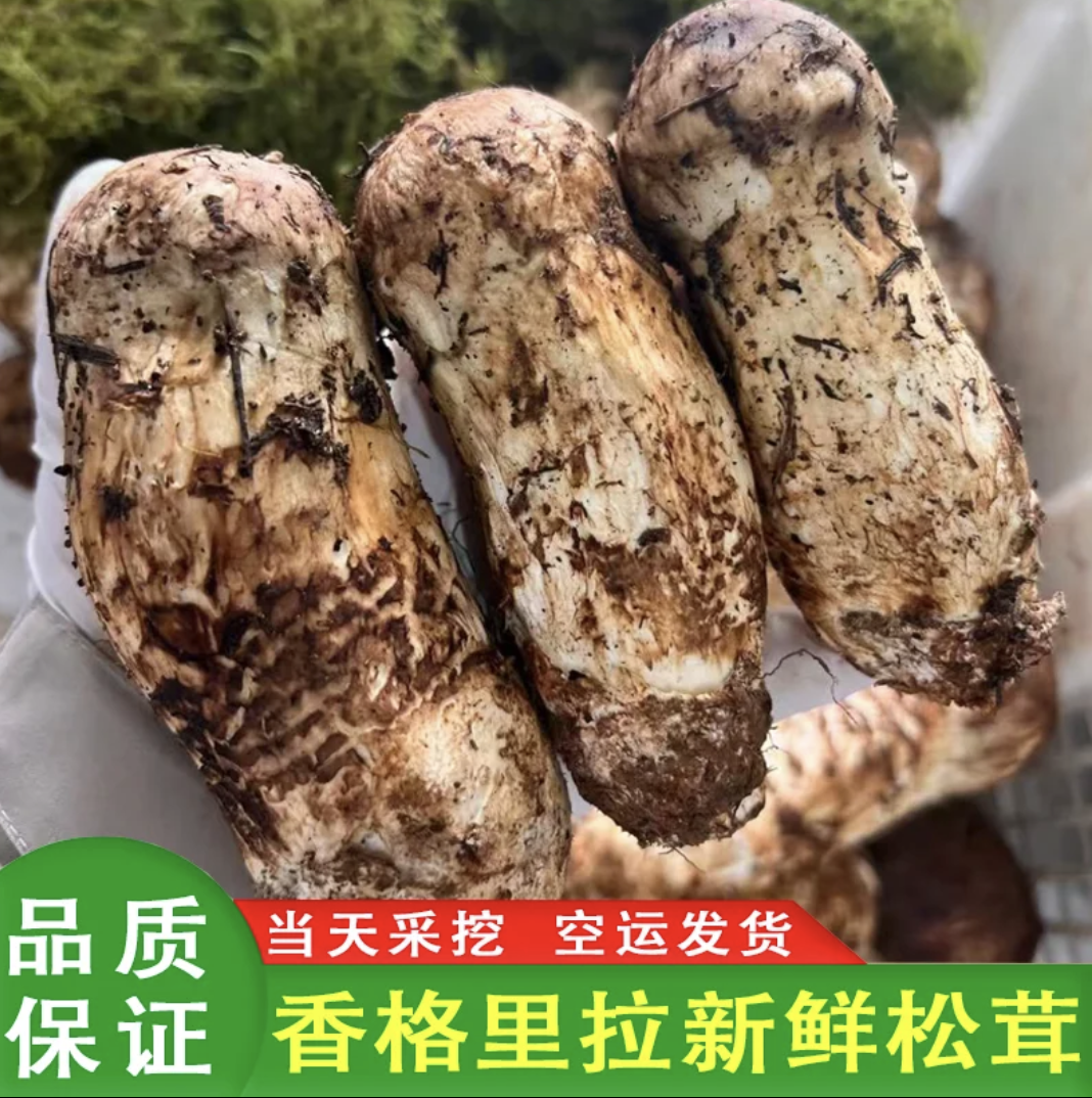 香格里拉新鲜松茸 精品7-9cm 顺丰空运包邮500g
