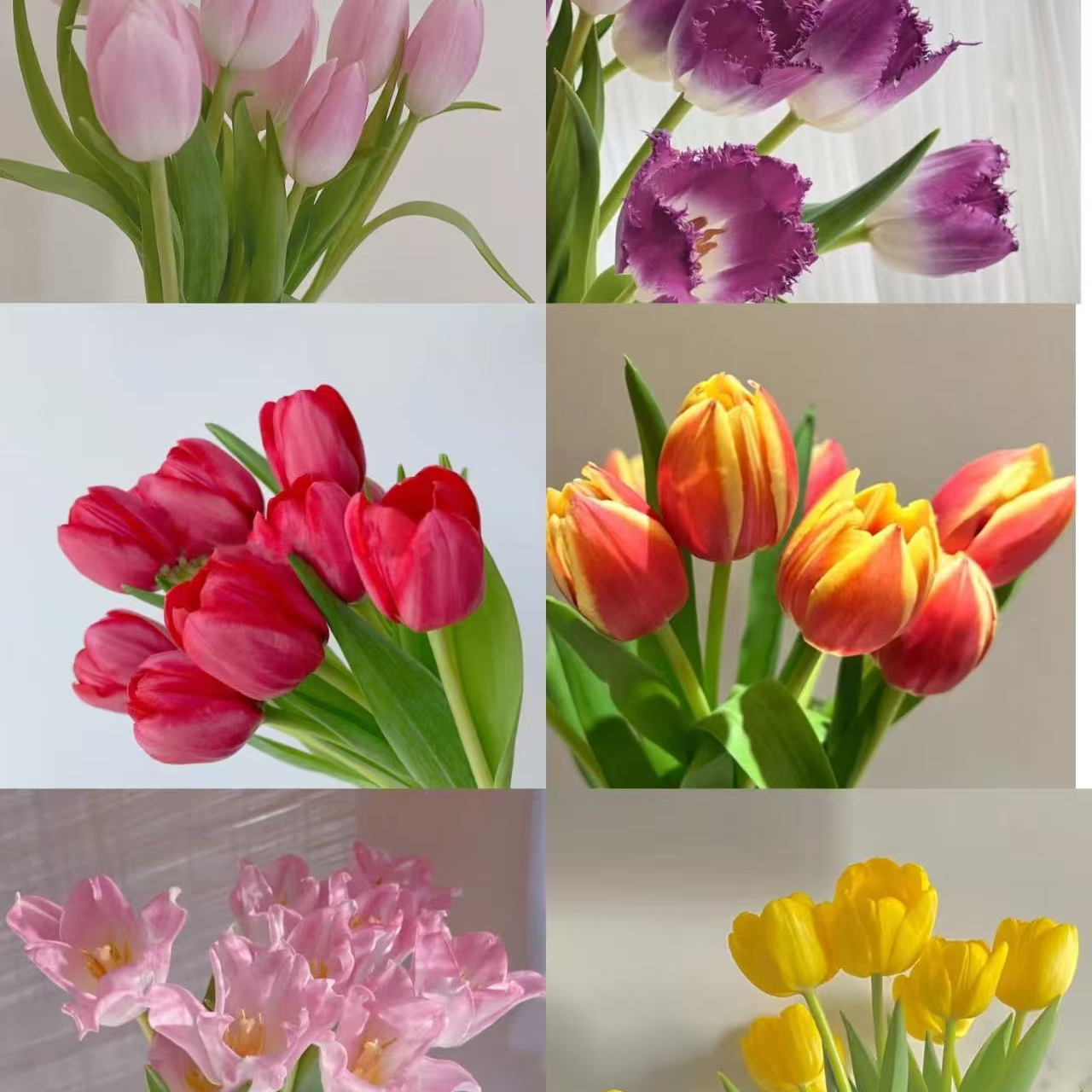 【一单不售后|郁金香】花期长 新手友好  稀缺小众  鲜切花