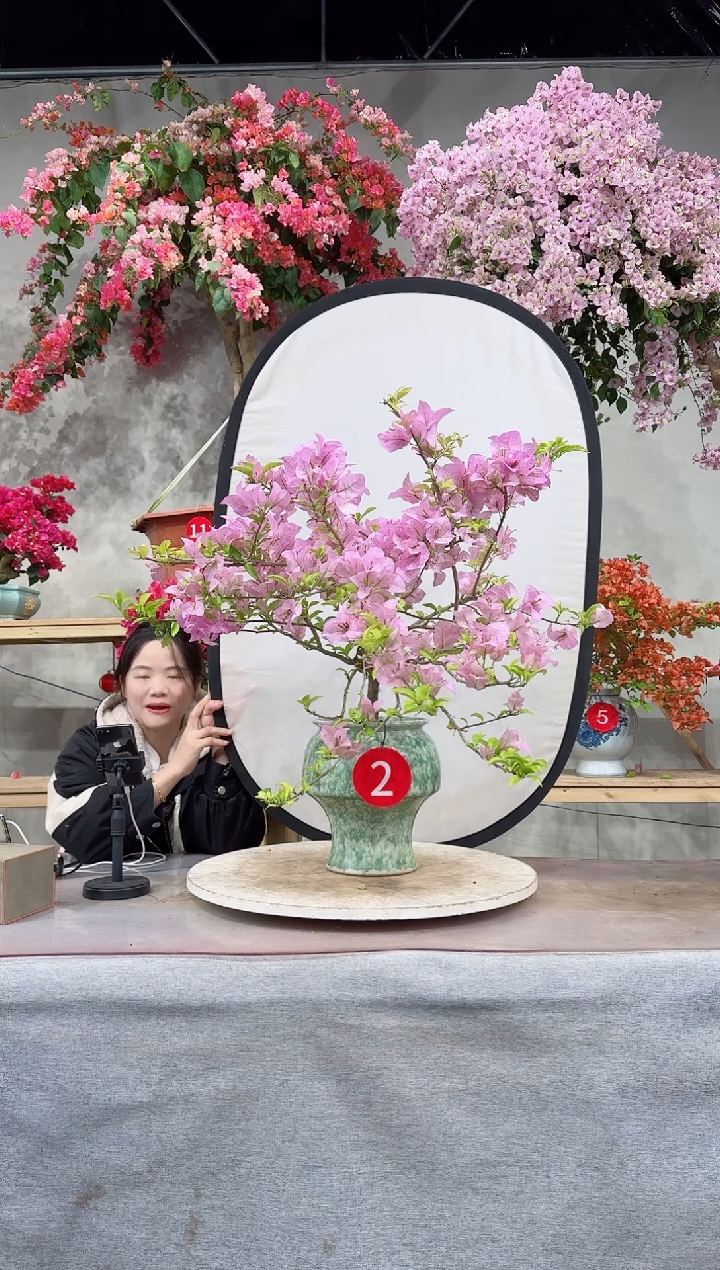 【闪购商品】金夫人