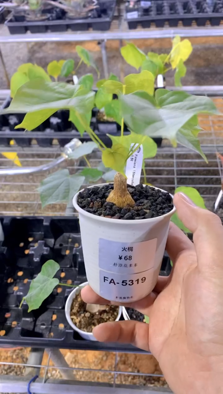 【闪购商品】火桐FA-5319