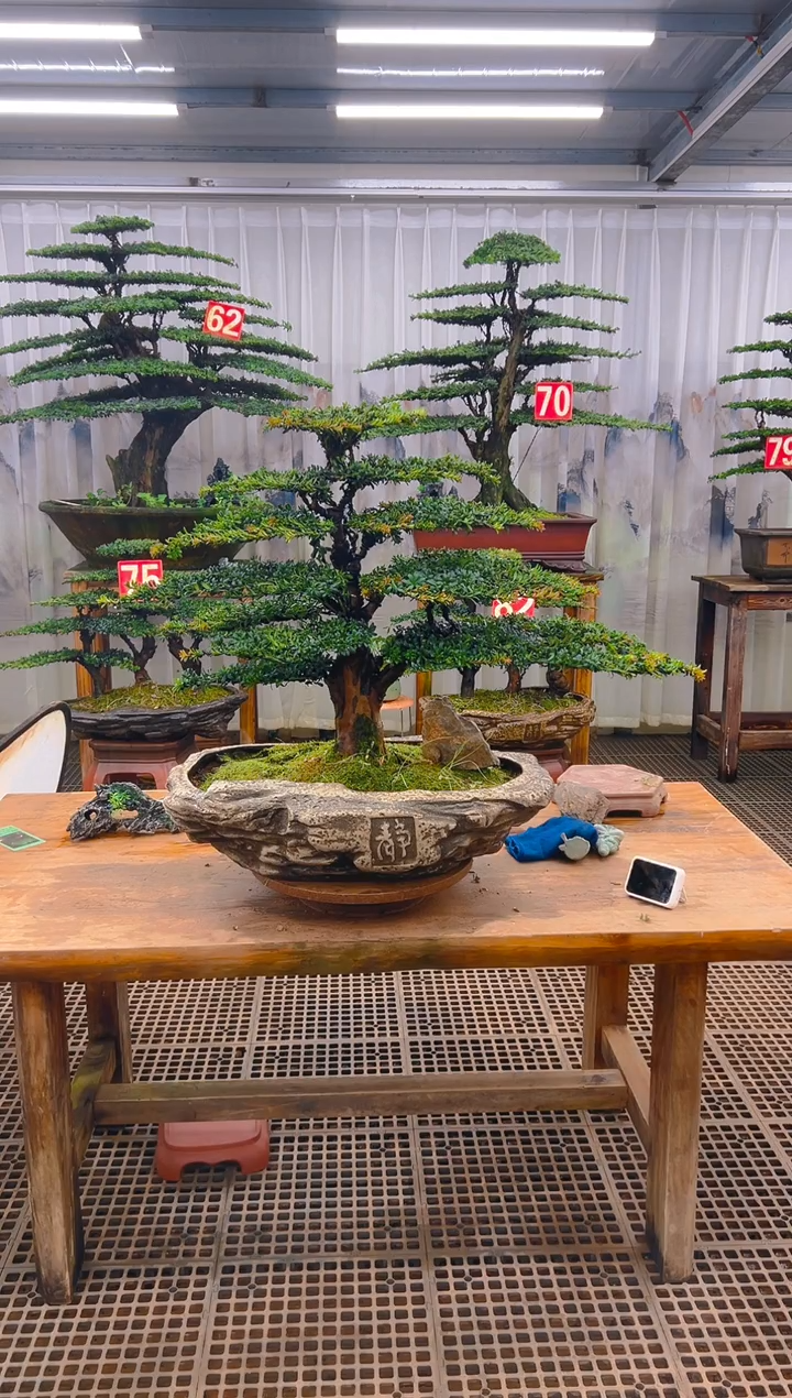 无花朵独***月精品盆景直播间一物一拍