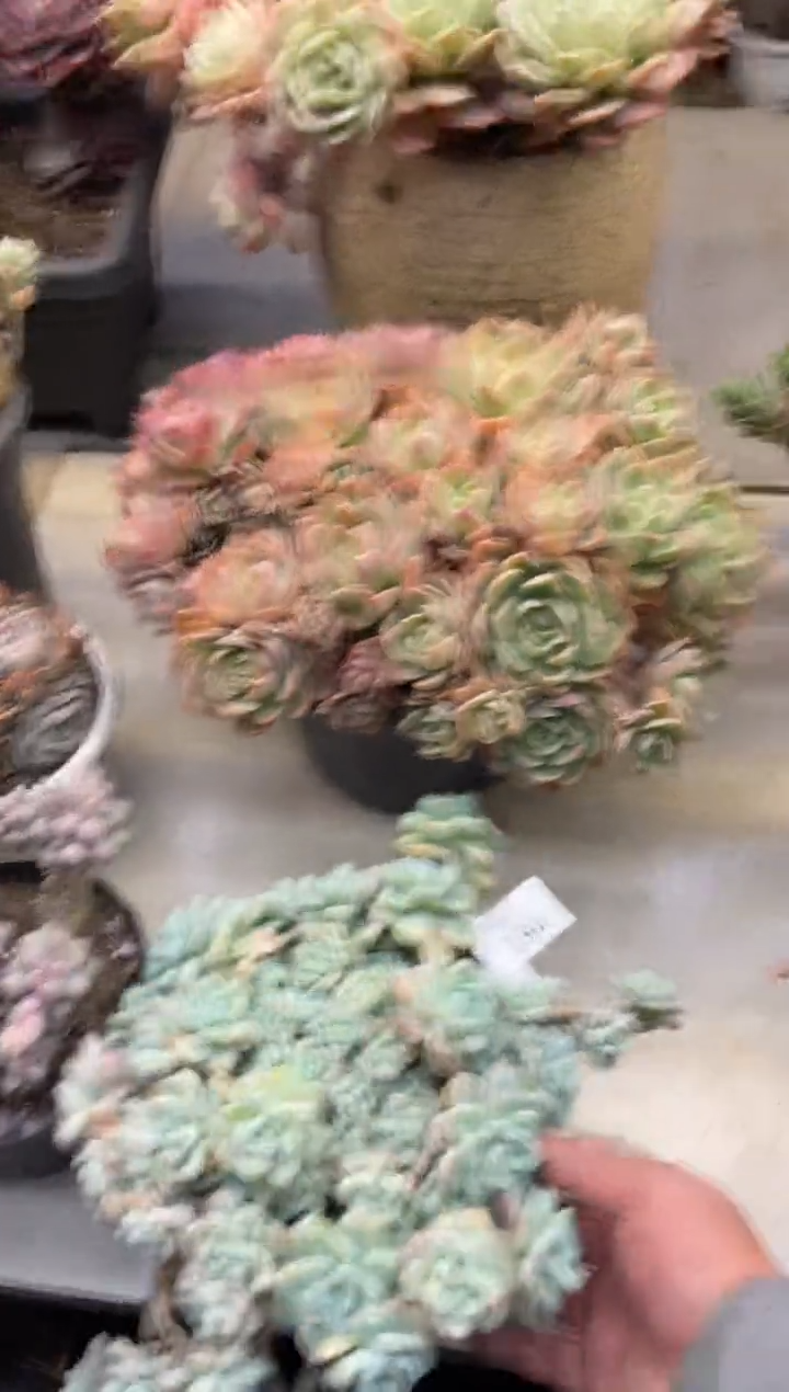 【闪购商品】194劳尔