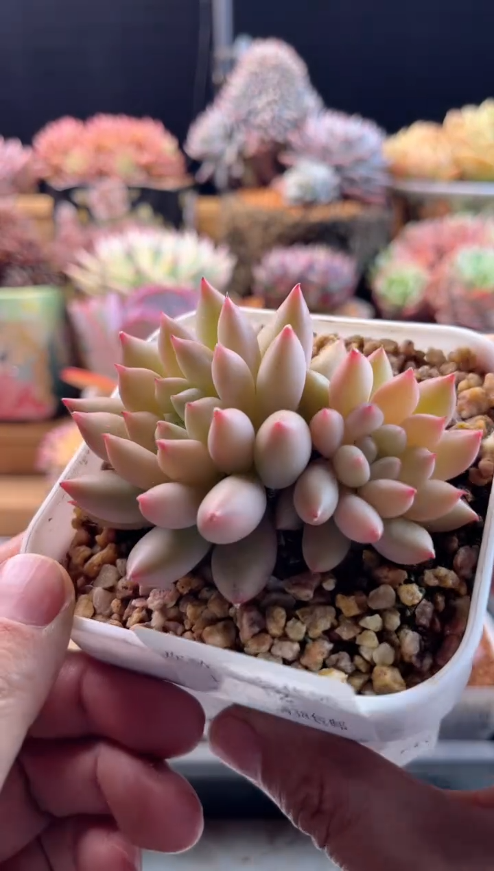 【闪购商品】1.17-12黄体岩字