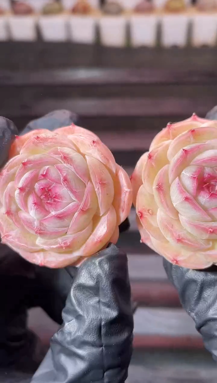 14-2 神笛无土3-4厘米量拍发一颗