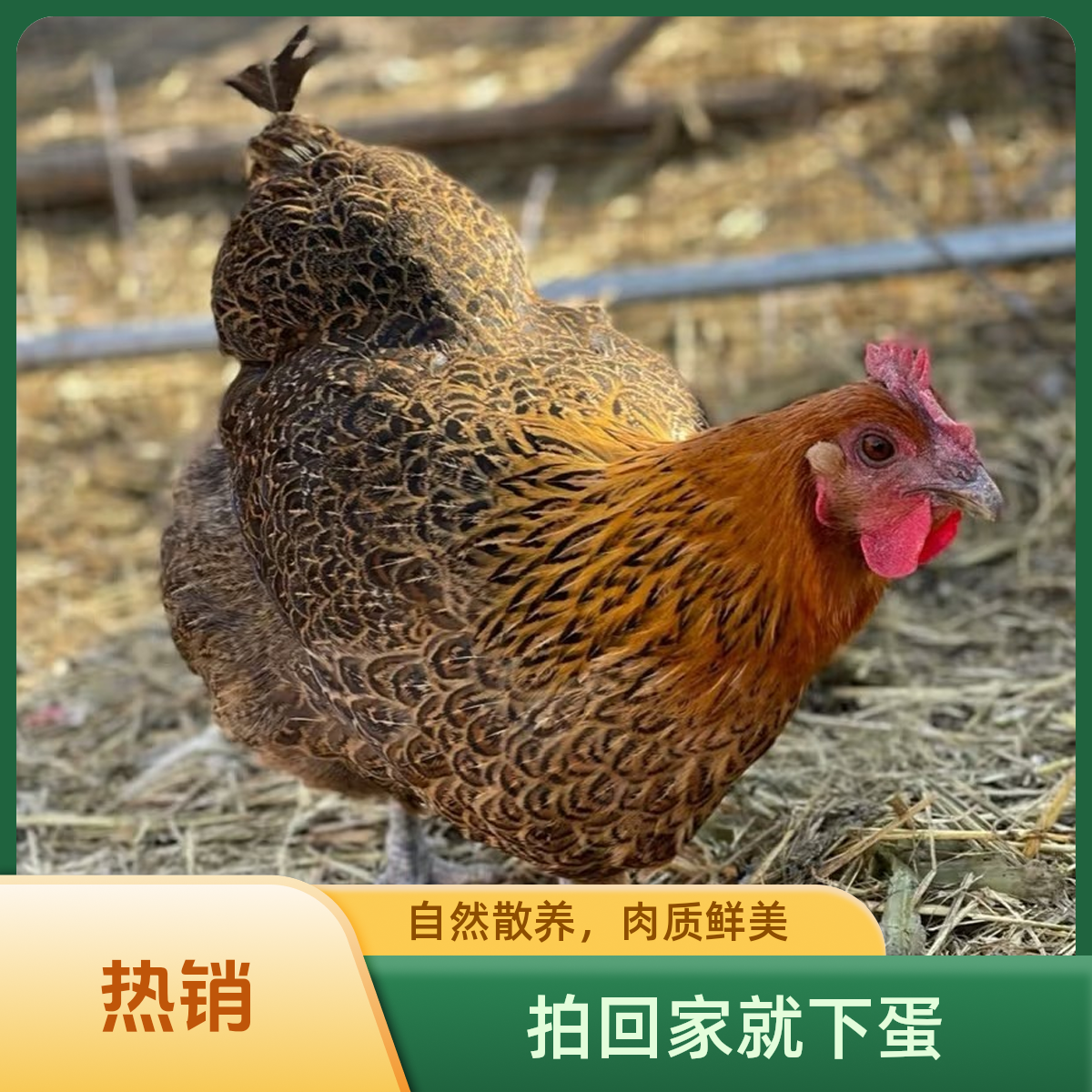 【一公一母】自家农场竹林散养土鸡公母两只7.5-8.5斤京东包邮-江