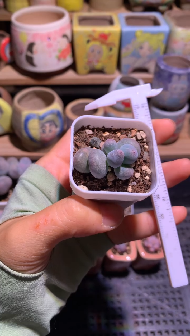 米可奶酪多肉有锦纹