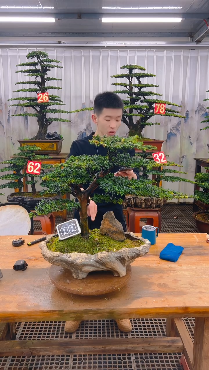 无花朵精品盆景直播间一物一拍