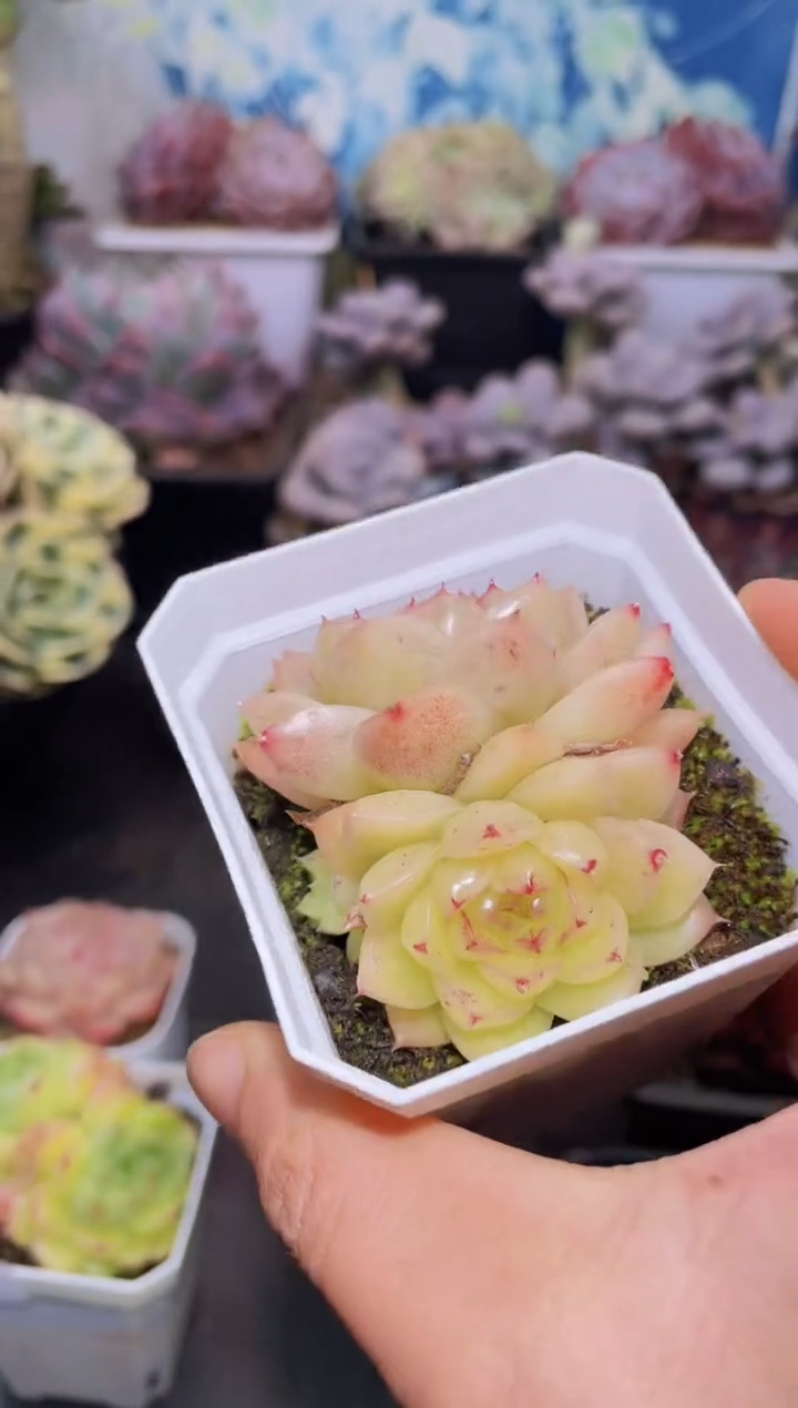 【闪购商品】166星辰