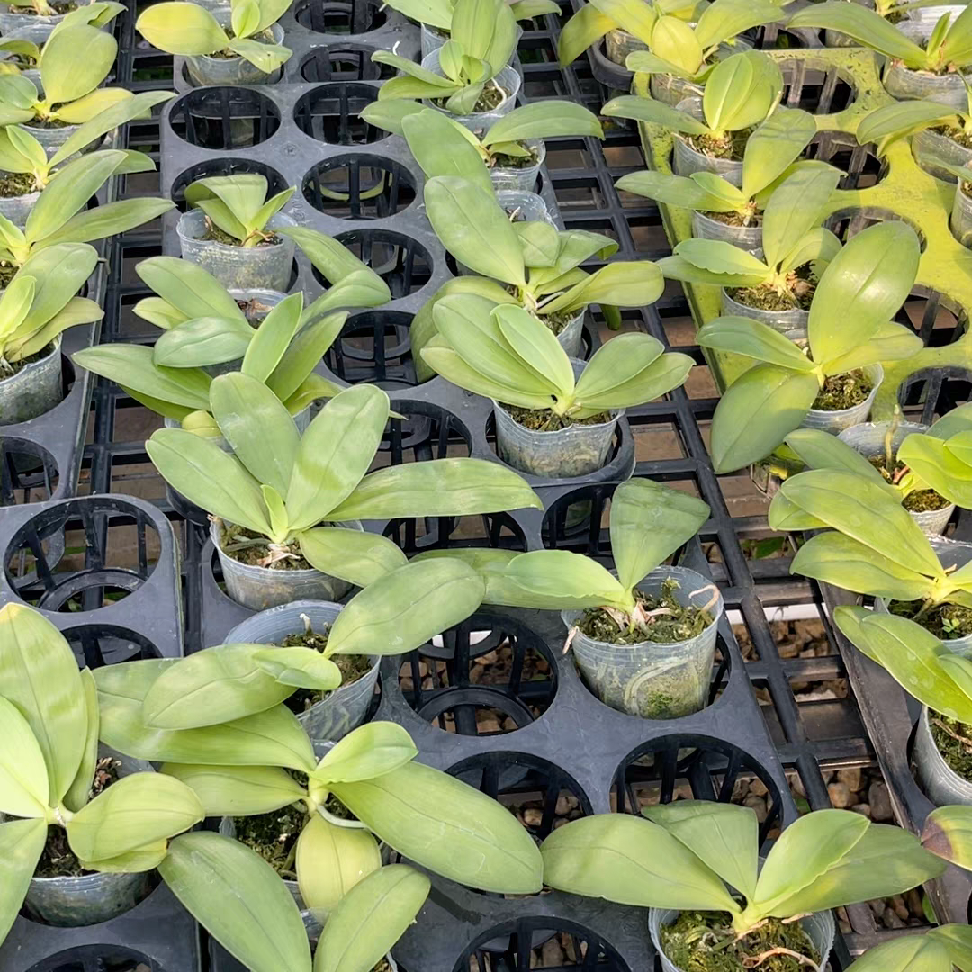 七夕福利  荧光贝2.5寸