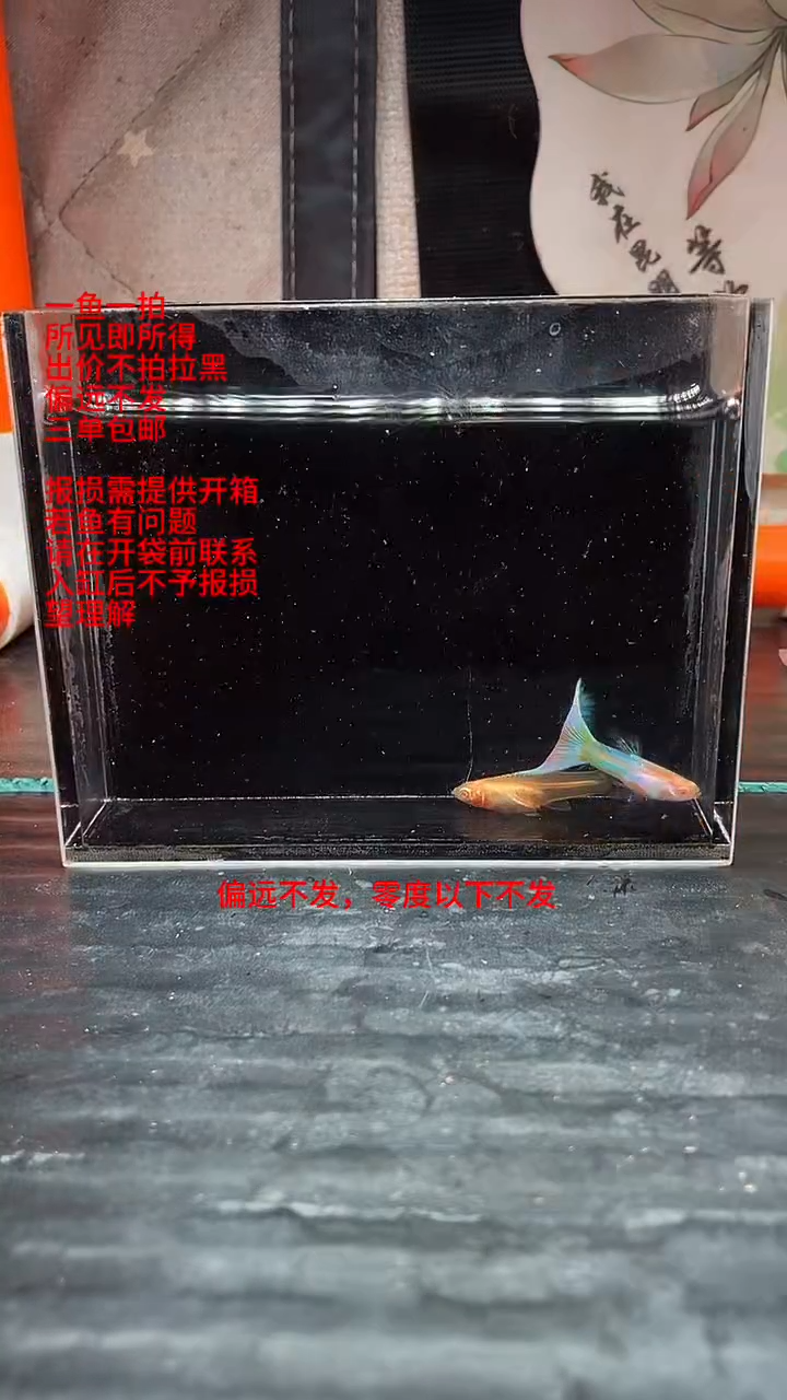 孔雀鱼孔雀鱼 03