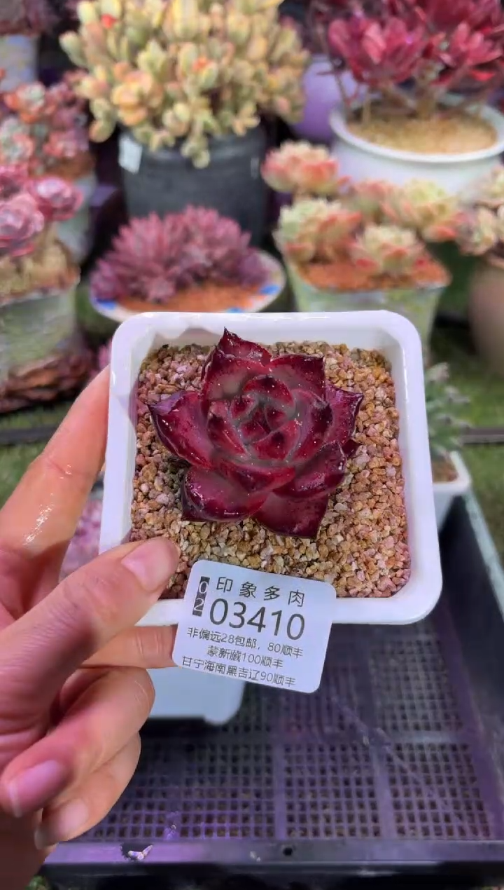 【闪购商品】03410