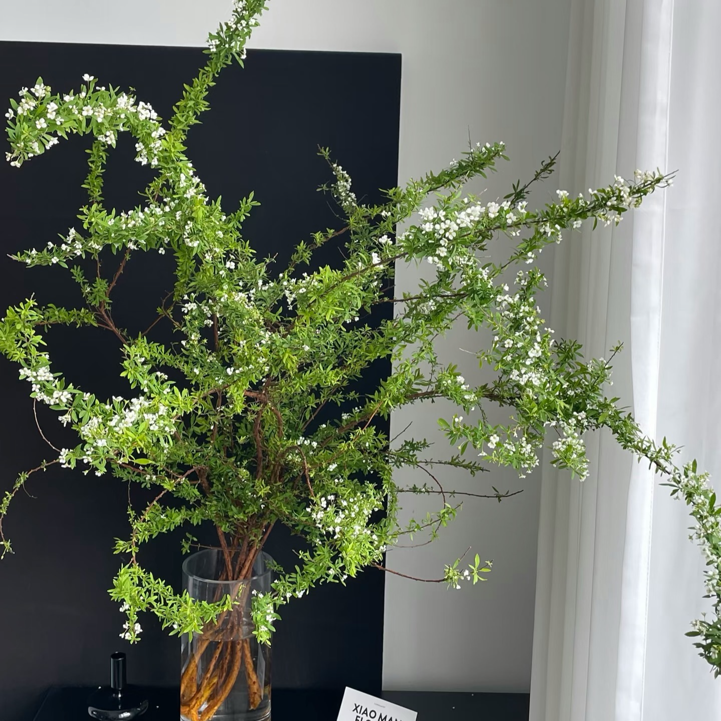 【大王】雪柳 可水培可干花 花花凑单不单拍 