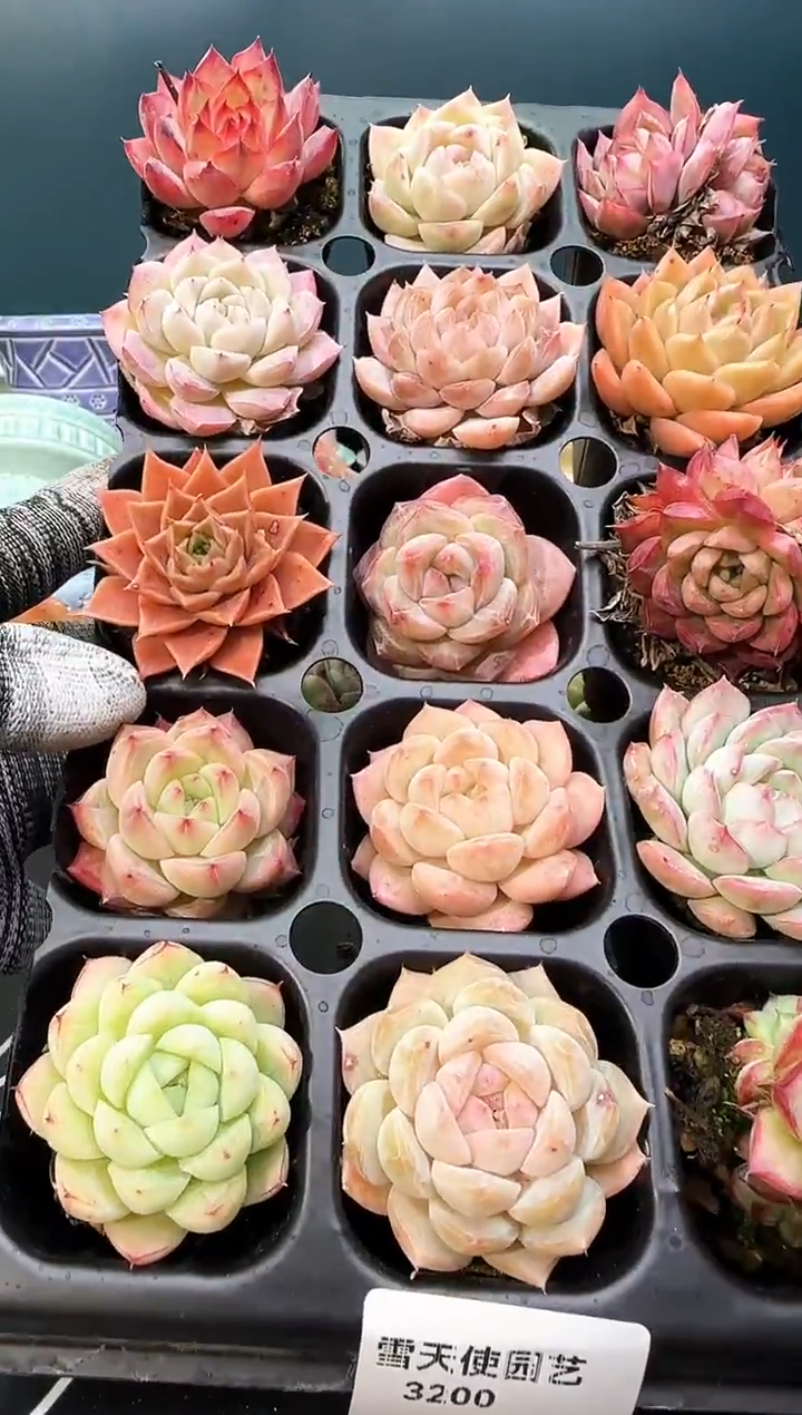 3 200   多肉 15  颗