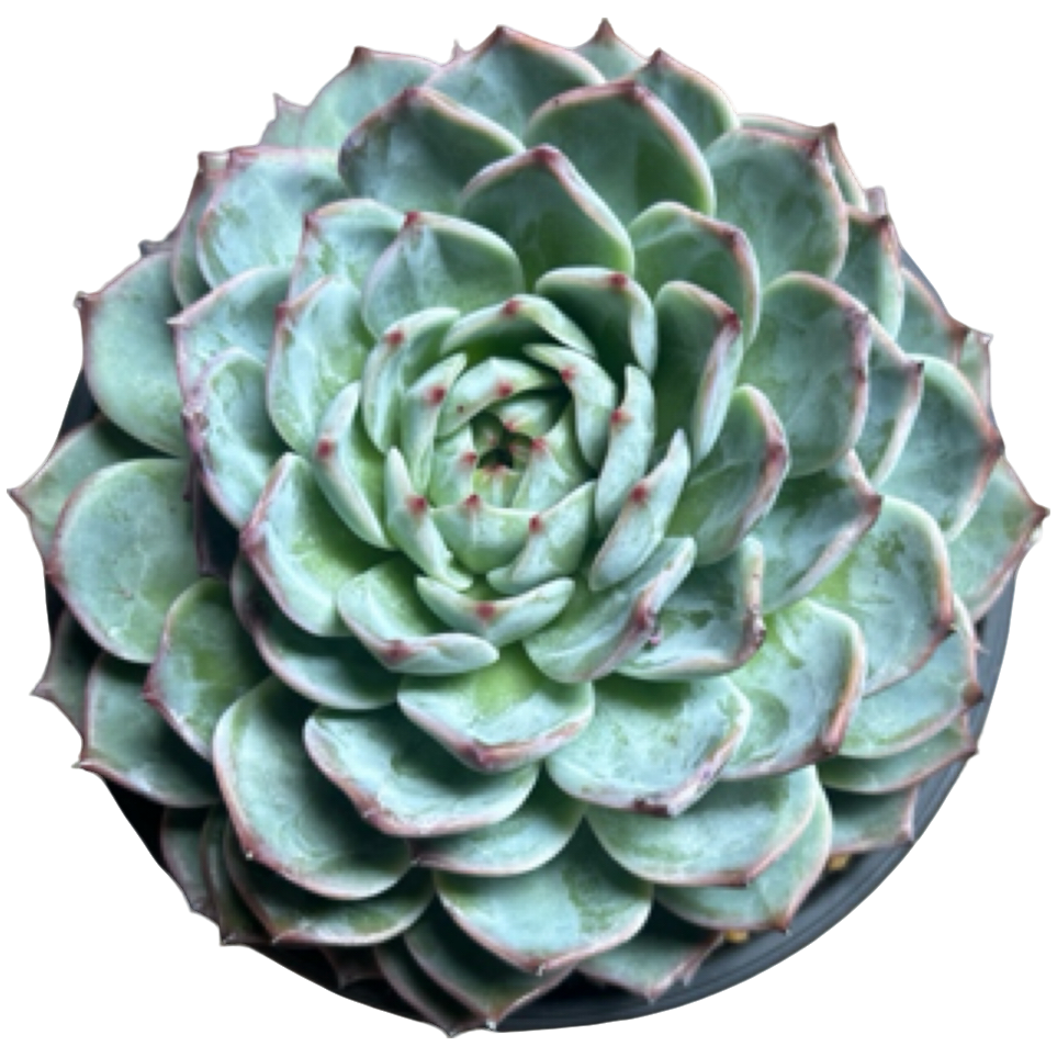 （香缇卡）整装老桩飘枝盆栽盆景多肉