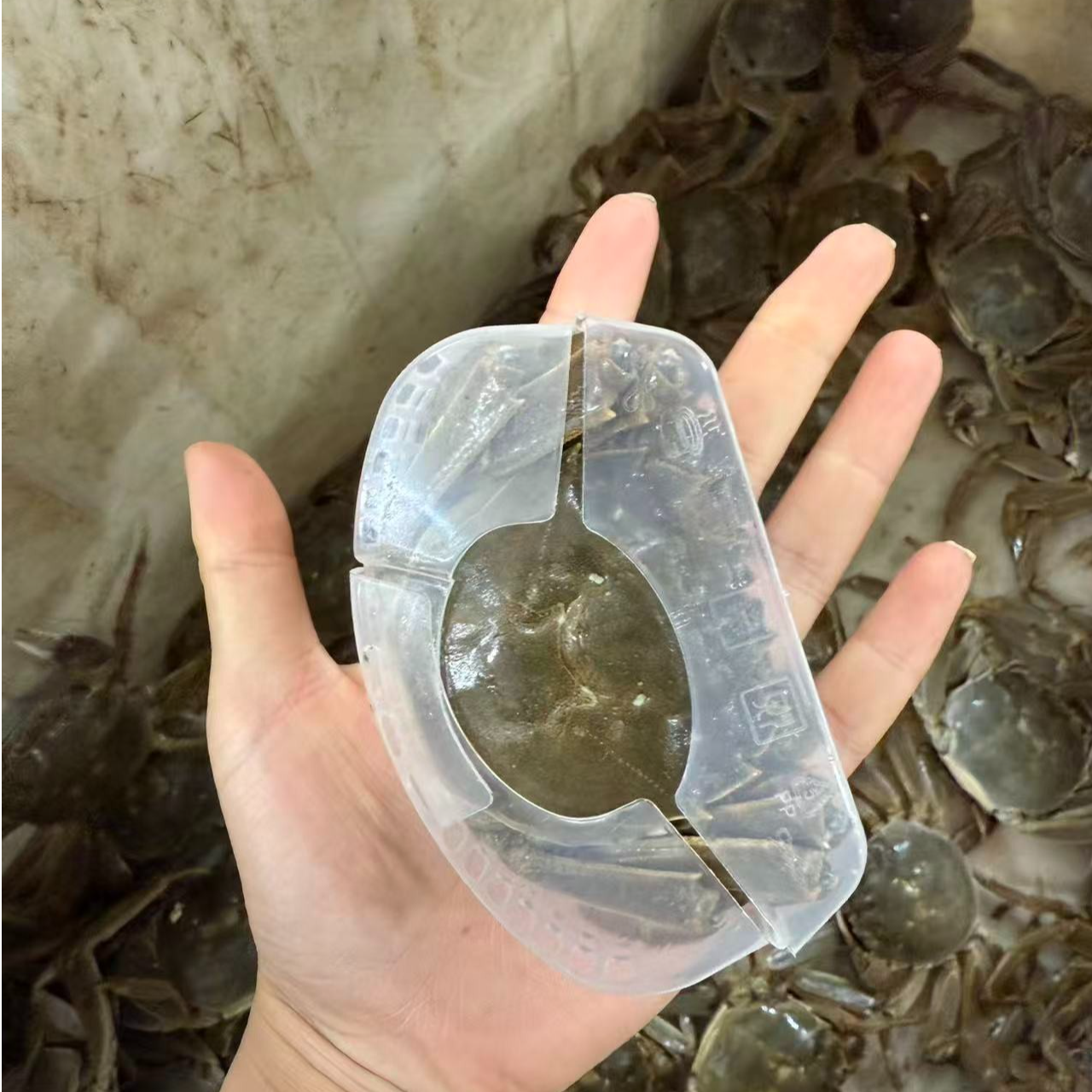 【活蟹】盘锦河蟹1.4-1.7两母蟹16只，20只，任选礼盒装