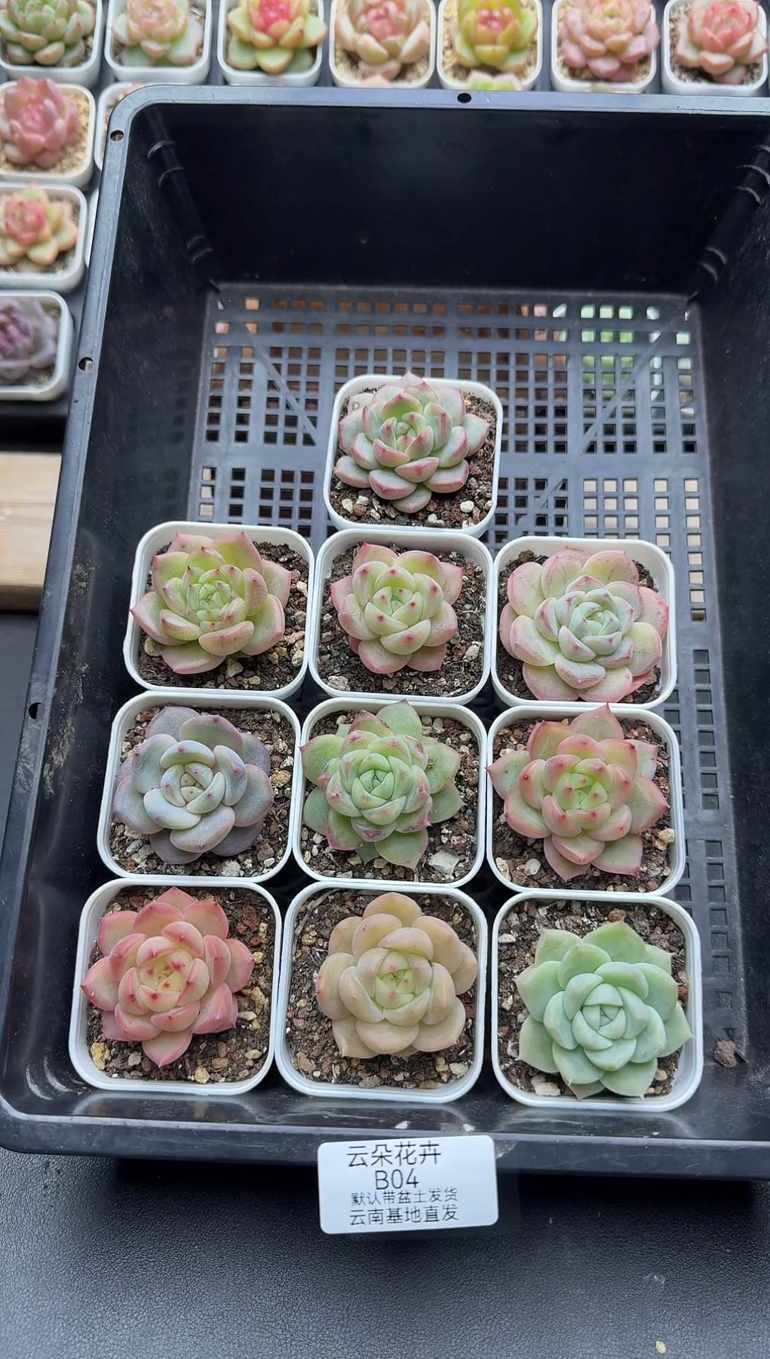珍妮杂交多肉B04