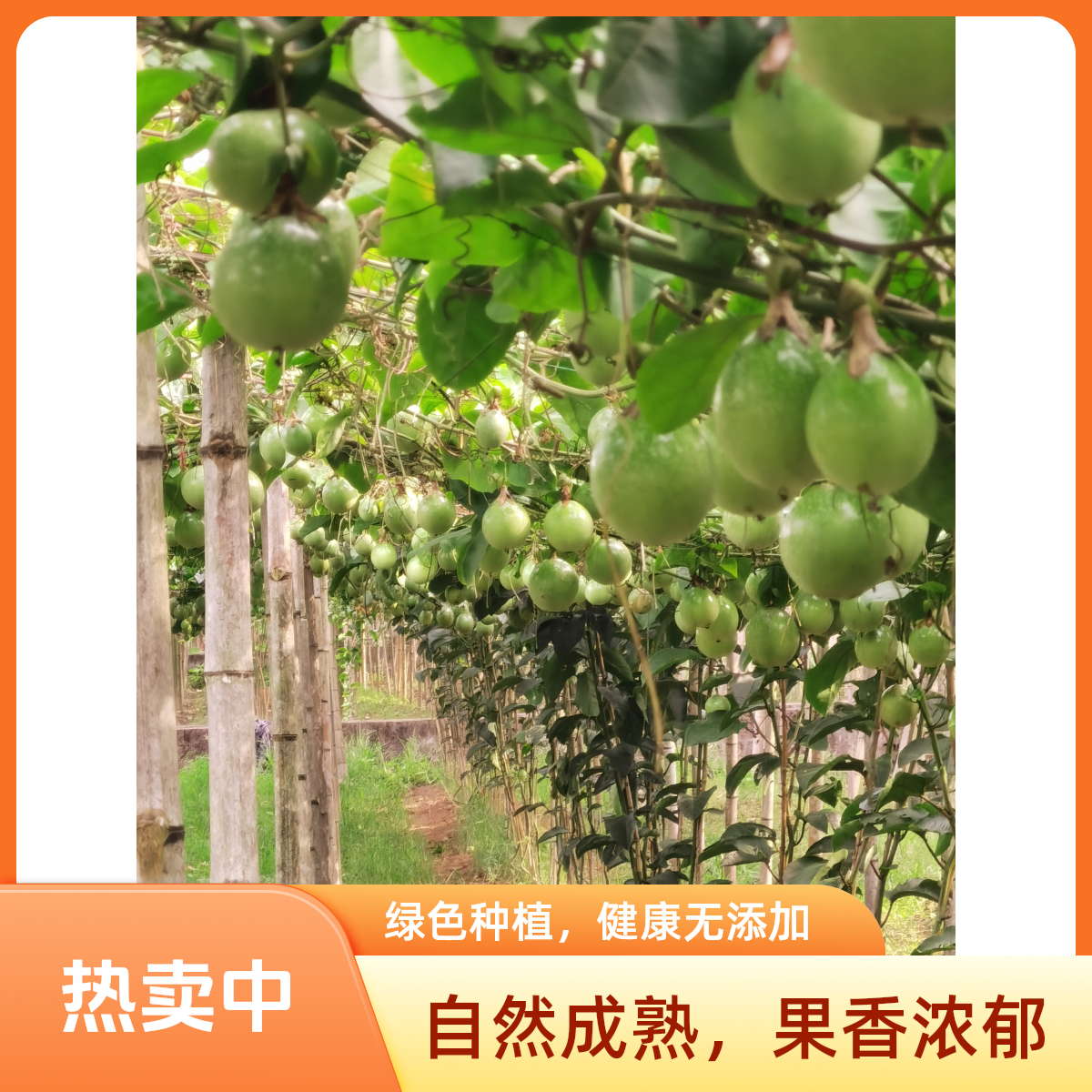 广西桂林新鲜现摘百香果自家果园新鲜发货