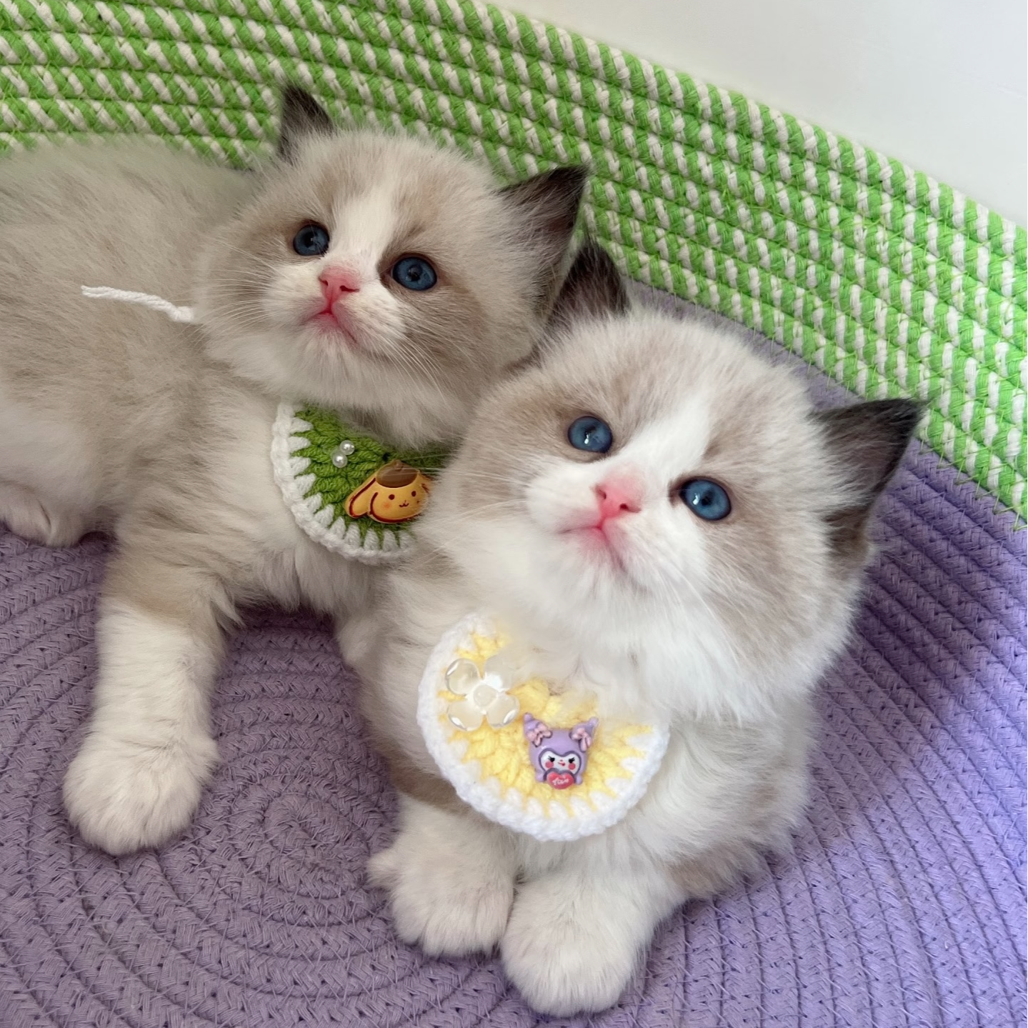 （狗哥猫咪严选）小猫咪活体