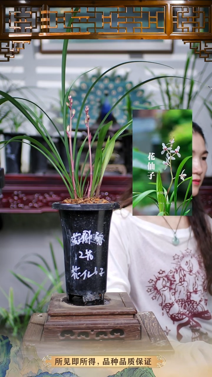 兰花建兰花仙子带花苞