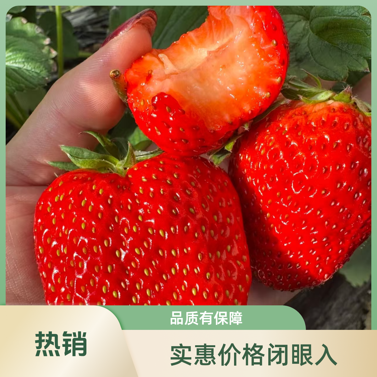 丹东九九红颜草莓大果