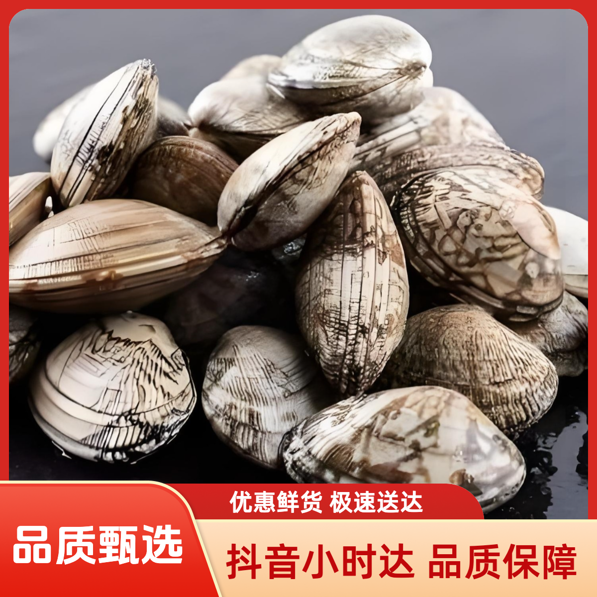 花蛤 500克 鲜活 标准无沙（不用吐沙子）