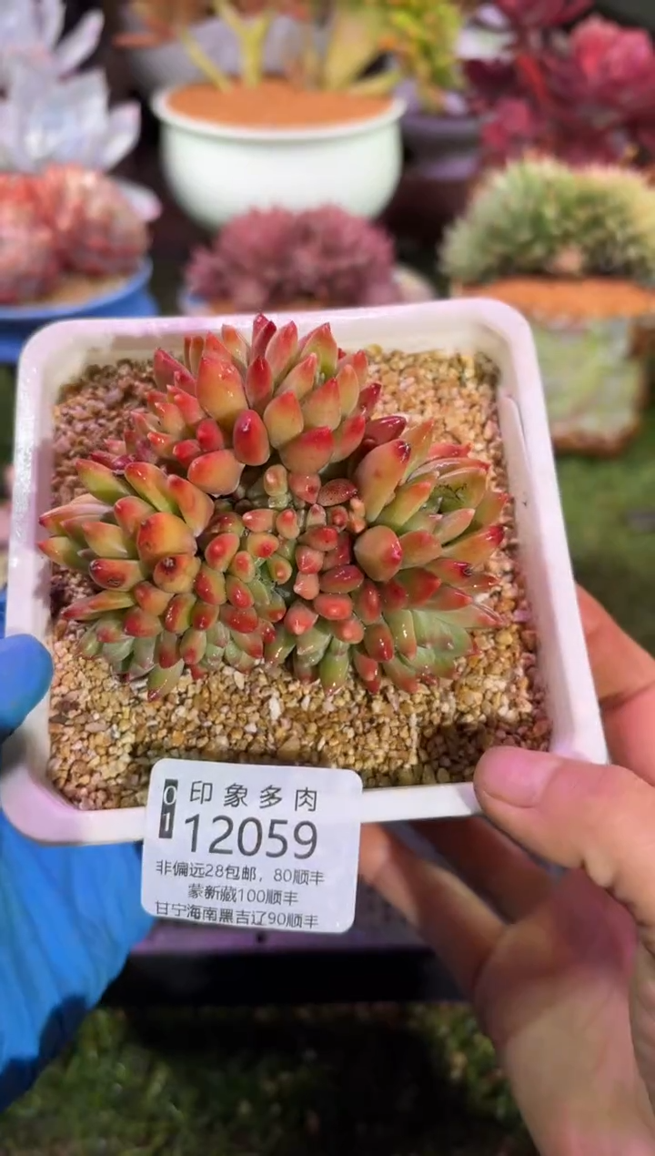 【闪购商品】12059