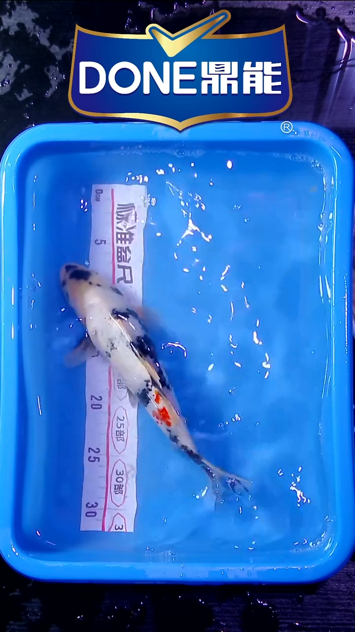 锦鲤鱼悦直播间菁选 对版发货 24号