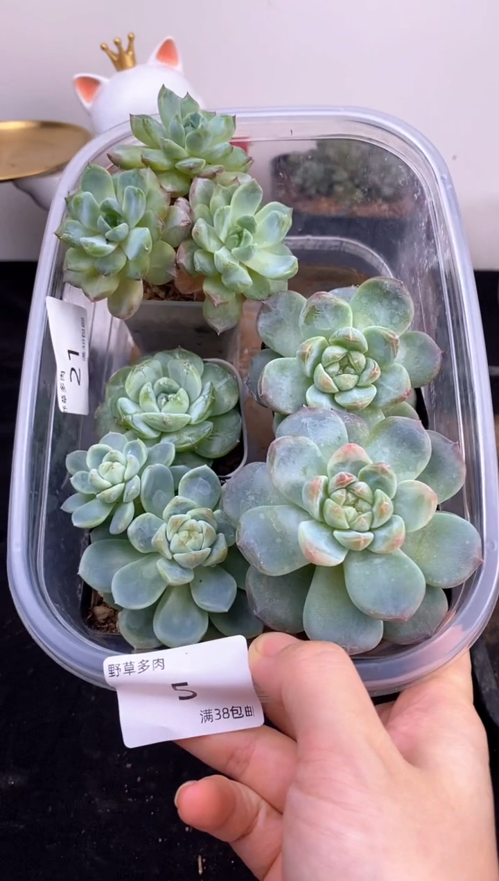 5棵一组一组包邮5号