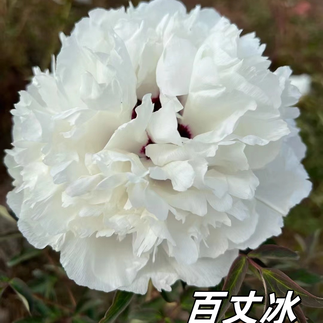 【白色系】陇右2-5年嫁接苗紫斑牡丹抗寒牡丹花树苗耐寒庭院