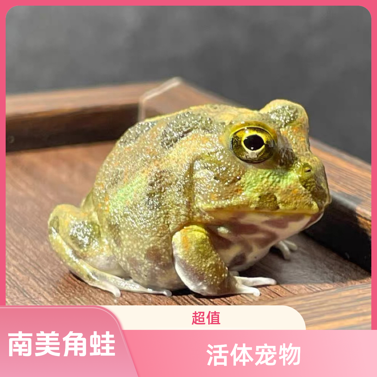 南美皮卡丘角蛙绿角蛙南瓜宠物蛙活体