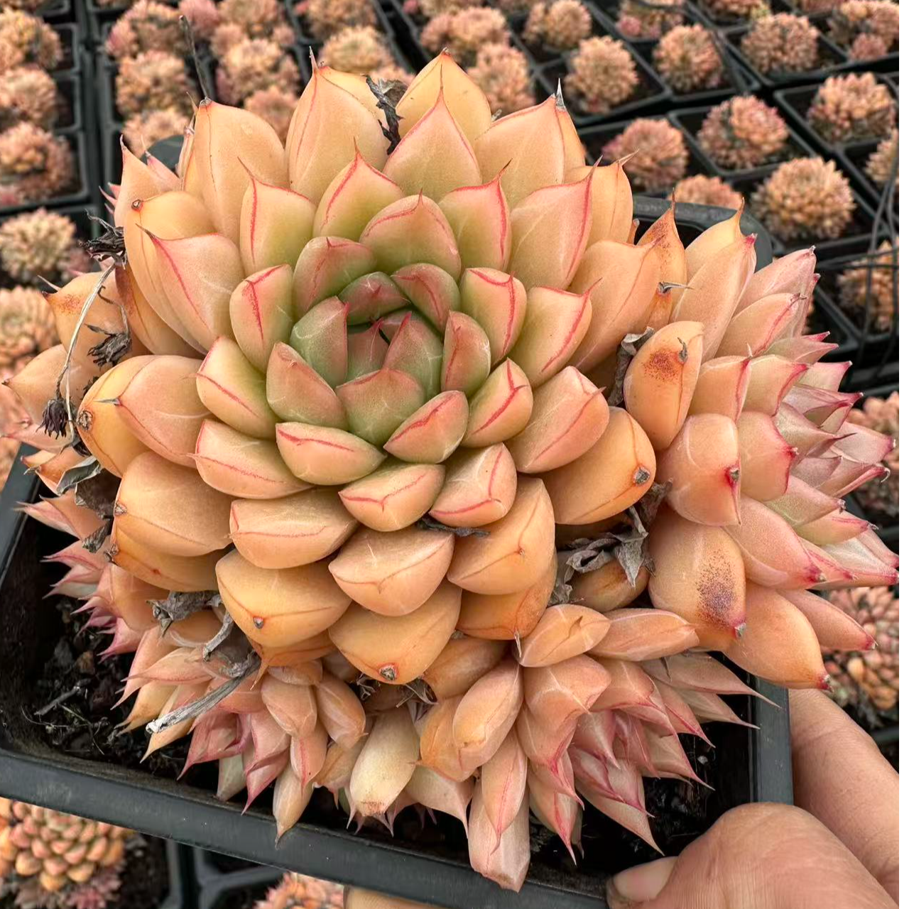 13#水晶吊坠多肉植物   前男友精品多肉SM1018