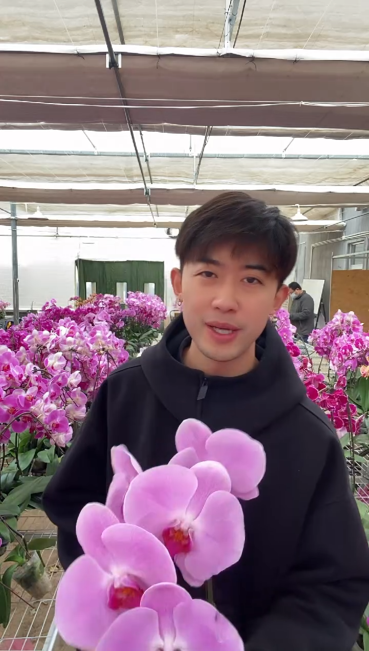 完全开放粉花红心  掉花不售后当苗子