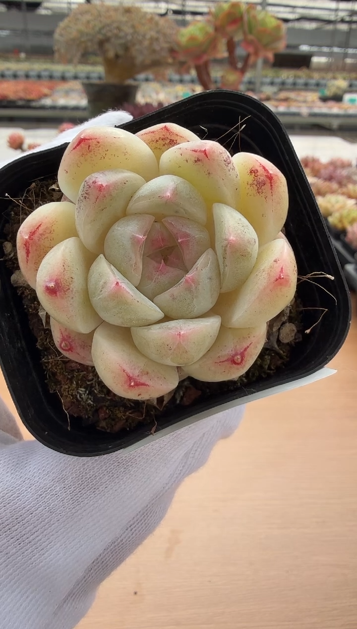 东云多肉园二店-05