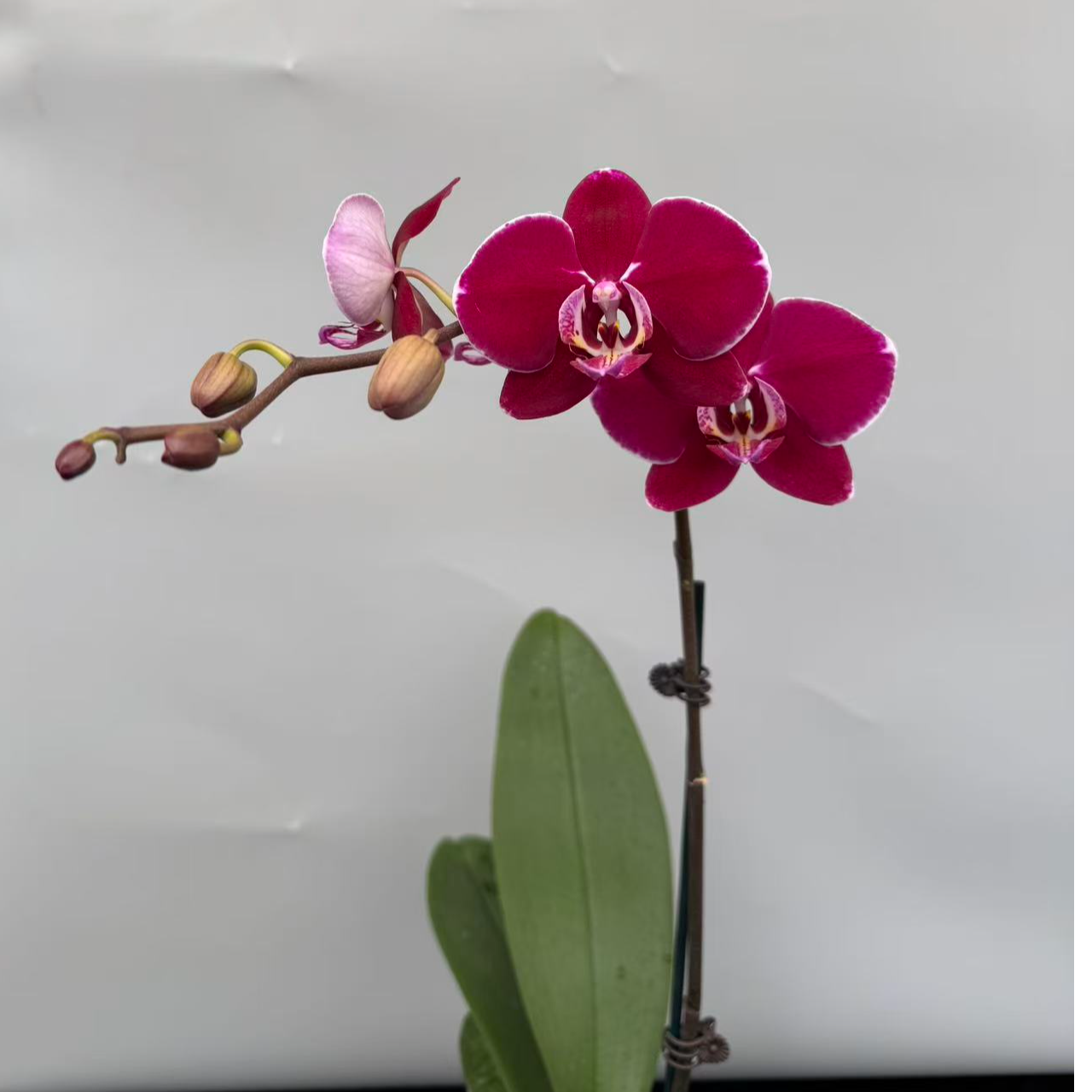 蝴蝶兰【科尔马】  （拍5颗及以上配盆）昆明直发