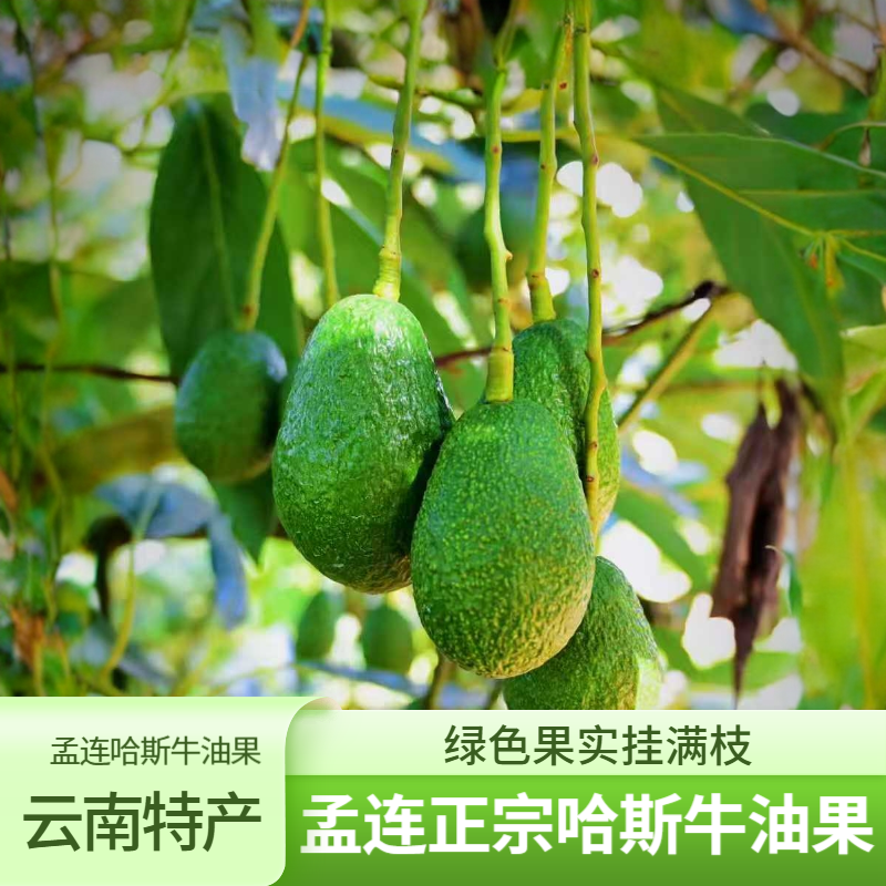 【样样好】云南正宗孟连哈斯牛油果100-240g新鲜采摘孕妇宝宝辅食