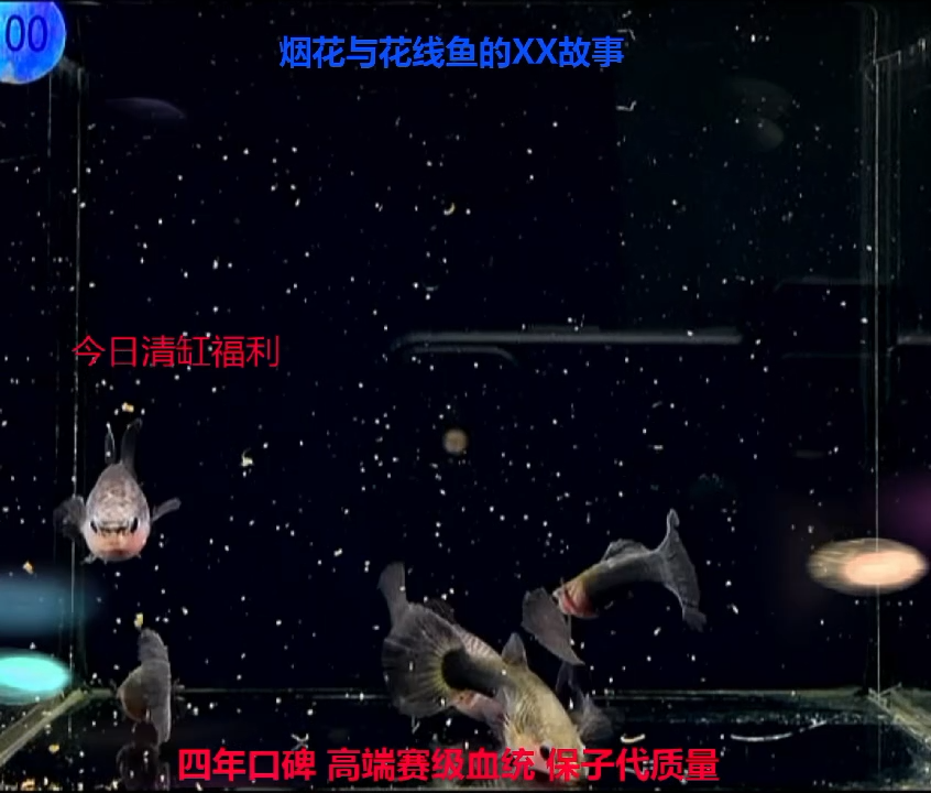孔雀鱼蓝礼服玻璃猫压成福利3对