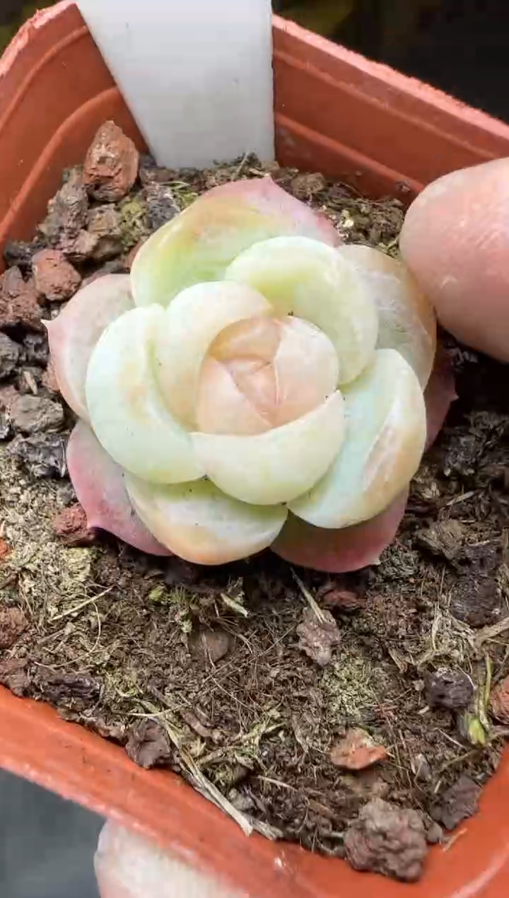 【闪购商品】一物一拍0116—98