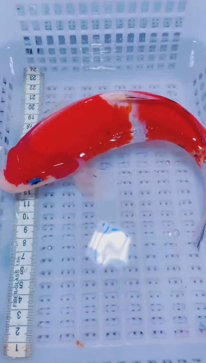 锦鲤血统锦鲤全场包邮35