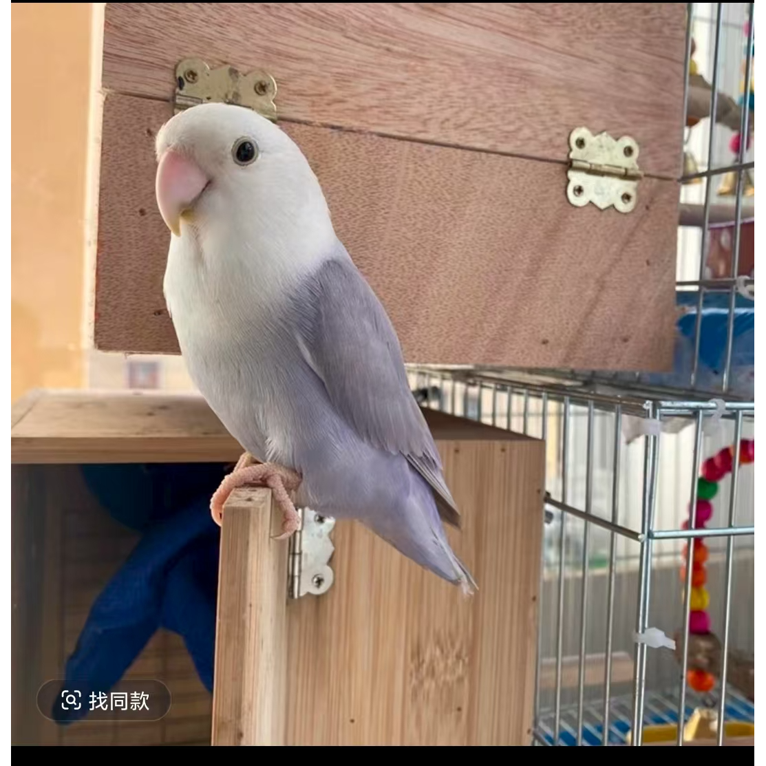 牡丹鹦鹉活体观赏鸟可学舌互动适合家庭饲养独立会吃