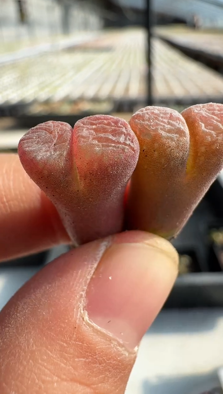 【闪购商品】8---6