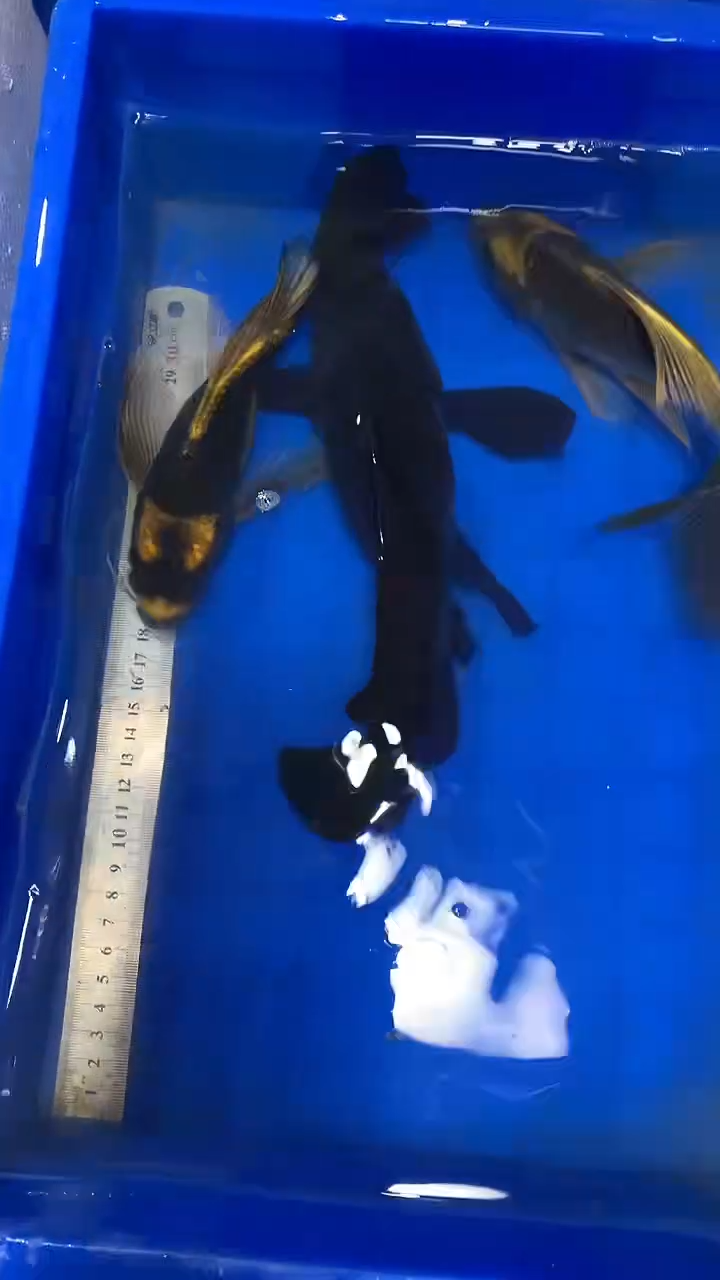 蝴蝶鲤鱼蝴蝶鲤直播选鱼专用链接 凭开箱视频售后