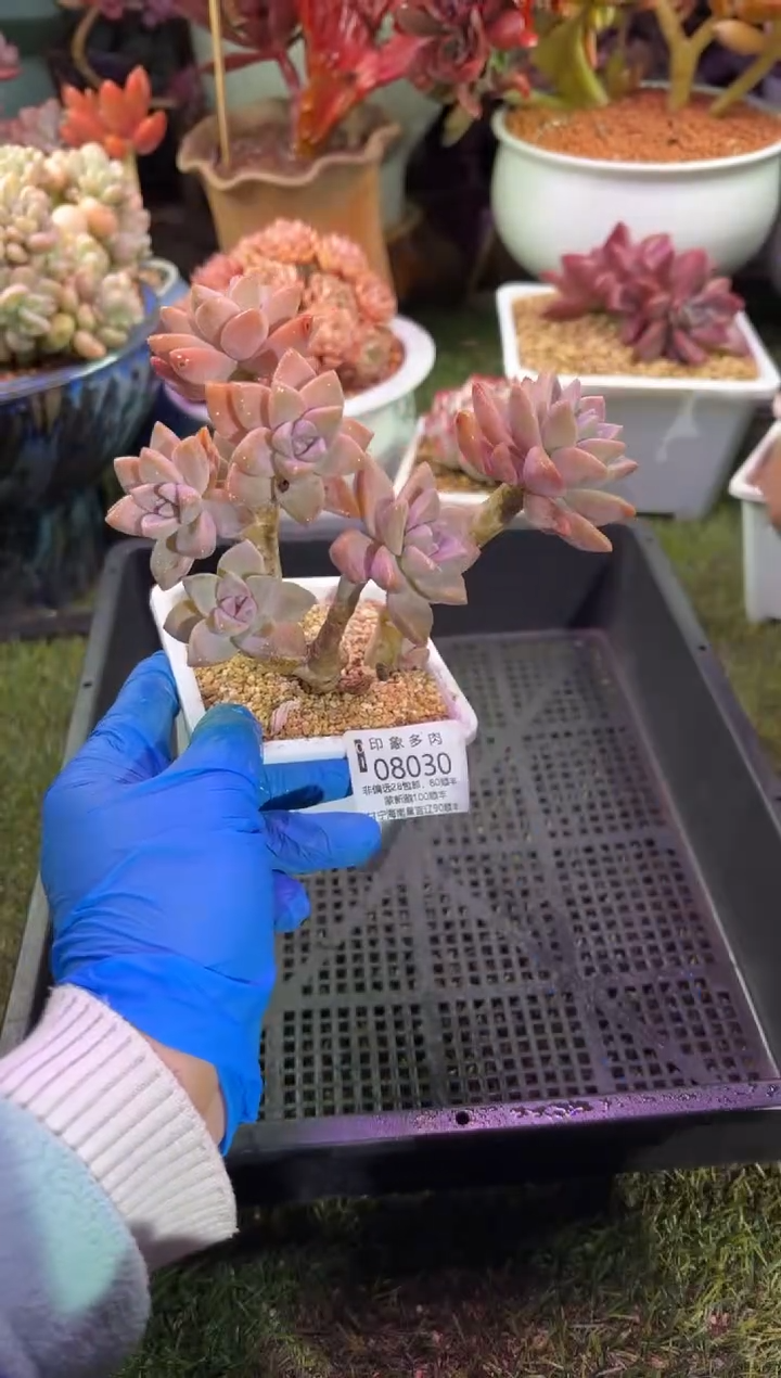 【闪购商品】08030