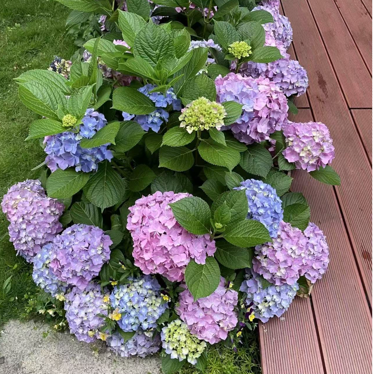 易多梦幻绣球花盆栽庭院阳台花卉植物喜水易养护